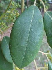 Cissus hypoglauca