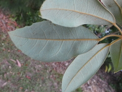 Cissus hypoglauca