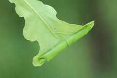 Anacampsis timidella