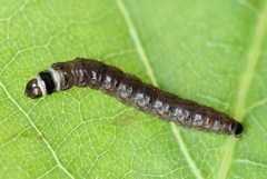 Anacampsis timidella