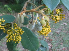 Cissus hypoglauca