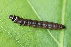 Anacampsis timidella