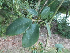 Cissus hypoglauca