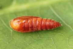 Anacampsis timidella