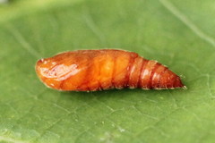 Anacampsis timidella
