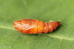 Anacampsis timidella