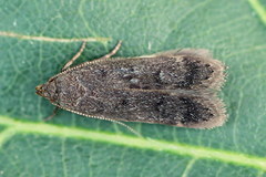 Anacampsis timidella