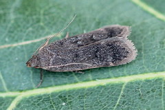 Anacampsis timidella