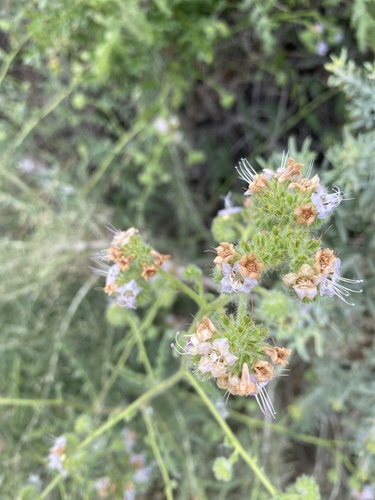 iNaturalist observation photo of branching phacelia