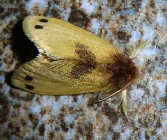 Artaxa digramma