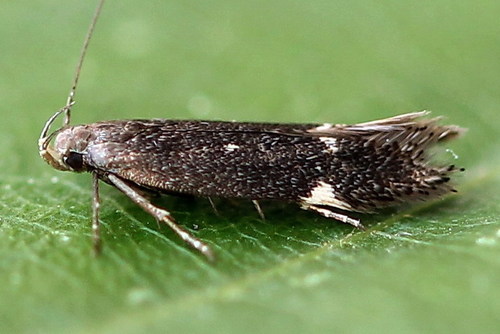 Aproaerema anthyllidella (Hübner, 1813)