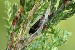 Aristotelia ericinella