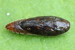 Aristotelia ericinella