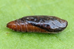 Aristotelia ericinella