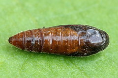 Aristotelia ericinella