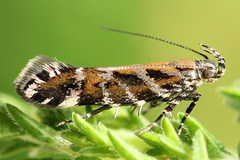 Aristotelia ericinella