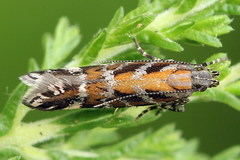 Aristotelia ericinella