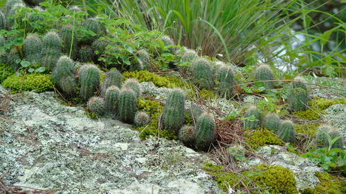 Echinocereus ortegae