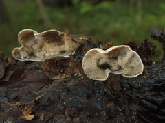 Skeletocutis carneogrisea