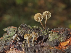 Mycena supina