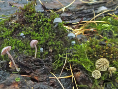Mycena supina