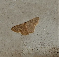Idaea pilosata