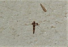 Caloptilia xanthopharella