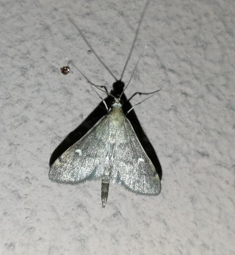 vijačka ďatelinová (Dolicharthria punctalis)