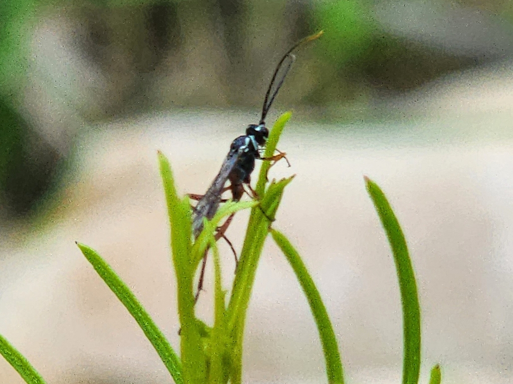 Lissonota rubrica