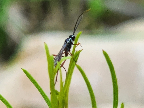 Lissonota rubrica