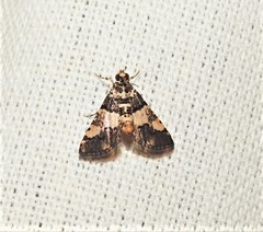 Nacoleia mesochlora