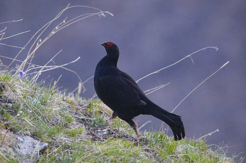 Caucasian Grouse, Russia, photo 4 of 10