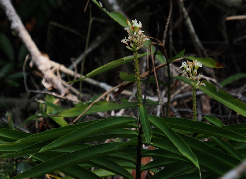 Alpinia oxymitra, photograph 2