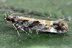 Aristotelia subdecurtella