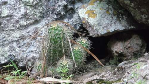 Echinocereus ortegae