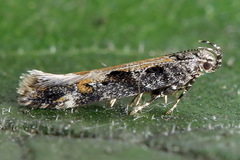 Aristotelia subdecurtella