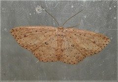 Cyclophora turneri