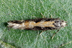 Aristotelia subdecurtella