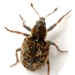 Azolla Weevil - Photo (c) Mike Quinn, Austin, TX, some rights reserved (CC BY-NC), uploaded by Mike Quinn, Austin, TX