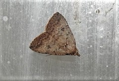 Tolpiodes oligolasia