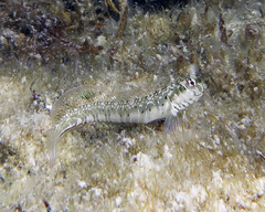 Omobranchus germaini