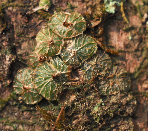 Porpax elwesii
