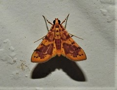 Conogethes haemactalis
