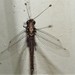 Lyriform Owlfly - Photo (c) Dezmond Wells, some rights reserved (CC BY-NC), uploaded by Dezmond Wells