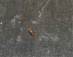 Cryptaspasma sordida