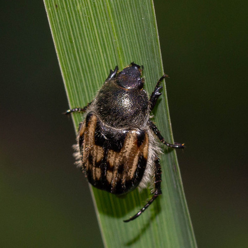 Anisoplia baetica