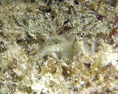 Omobranchus germaini