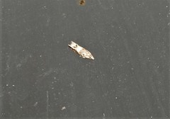 Spilonota constrictana