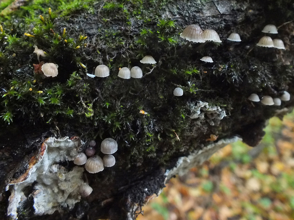 Mycena supina