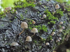 Mycena supina